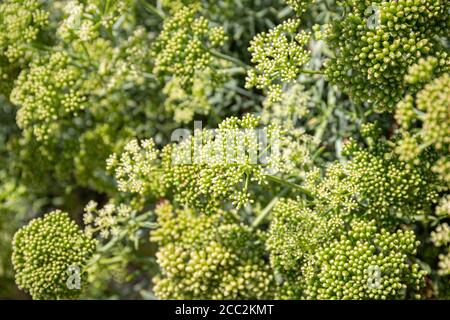 Finocchio di mare o Samphire di roccia primo piano. Critmum maritimum L. Apiaceae Foto Stock