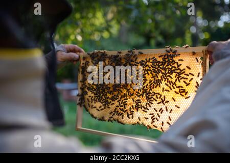 L'apicoltore dell'uomo che tiene il telaio a nido d'ape pieno di api in apiary. Foto Stock