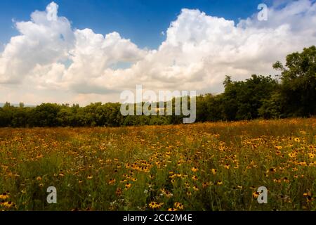Bel campo di fiori di rudbeckia giallo brillante sotto il blu cielo nuvoloso Foto Stock