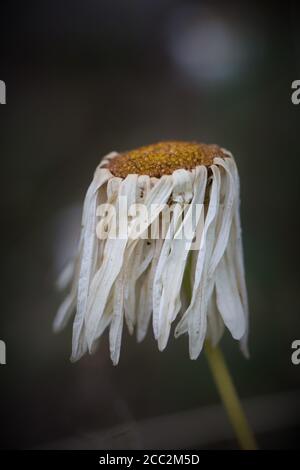 Un fiore daisy morente. Foto Stock