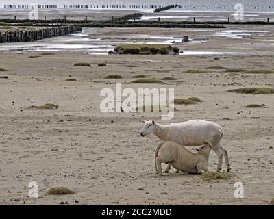 Pecora sta allattando un agnello, Schleswig-Holstein, Germania, Europa Foto Stock