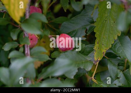 giovane prugne fresca che cresce su un ramo nel garden.selective messa a fuoco Foto Stock