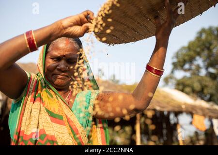 Una donna piccolo agricoltore vincola il suo raccolto di riso nella sua piccola fattoria nello stato di Bihar, in India. Foto Stock