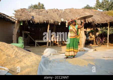 Una donna piccolo agricoltore vincola il suo raccolto di riso nella sua piccola fattoria nello stato di Bihar, in India. Foto Stock