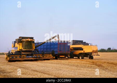 Sovraccarico della granella dalle trebbiatrici mietitrebbia in un dumper per granella sul campo. Sgranatore che versa il frumento appena raccolto nel corpo della scatola granella Foto Stock