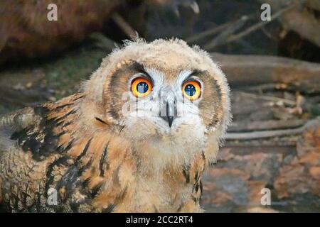 Ritratto di un giovane aquila-gufo eurasiatico (Bubo bubo), il più grande gufo del mondo, che raggiunge fino a 10 libbre di peso. Foto Stock