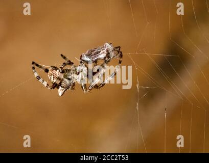 Una croce Orbweaver ragno, raneus diadematus, appeso nella sua rete, sul lato di una casa di legno nel centro dell'Oregon. Foto Stock