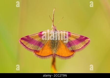 Falena gialla viola-barrata - Lythria cruentaria, bella falena colorata da prati e praterie europee, Havraniky, Repubblica Ceca. Foto Stock