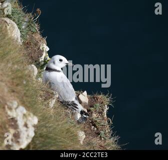 Kittiwake cazzo sulle scogliere di Bempton in estate Foto Stock