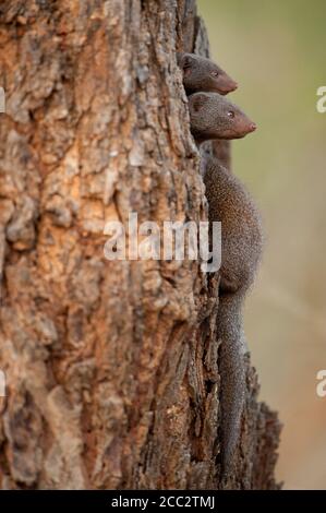 Un paio di Dwarf Mongoose (Helogale Parvula) Kruger National Park, Sudafrica Foto Stock