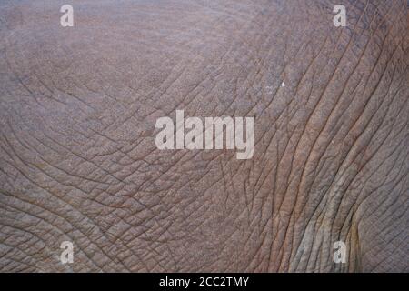 (Loxodonta africana) Foto Stock