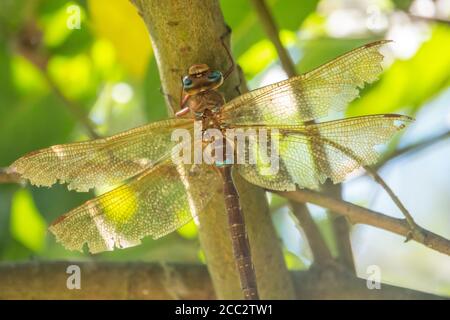 un primo piano di una grande libellula marrone appesa a un filiale Foto Stock