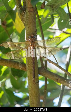 un primo piano di una grande libellula marrone appesa a un filiale Foto Stock