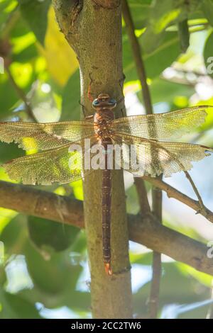 un primo piano di una grande libellula marrone appesa a un filiale Foto Stock