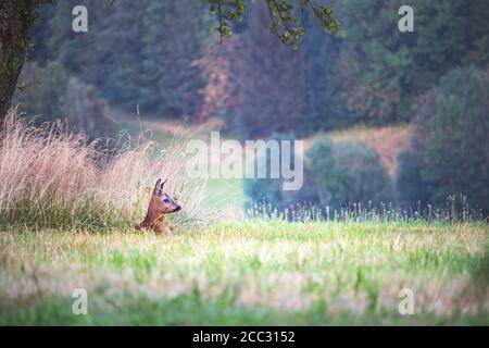 un giovane capriolo che giace nell'erba nel prato, guardandosi intorno Foto Stock