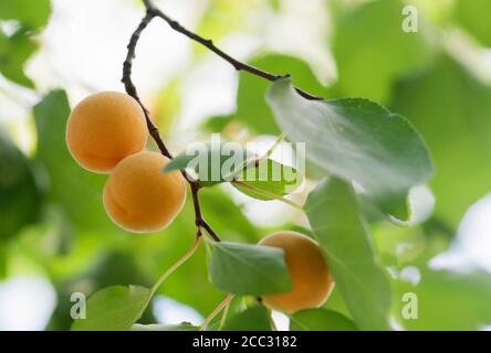 Ramificazione di albicocche. Pochi frutti interi di albicocca con foglie. Albicocca. Estate frutta sfondo. Foto Stock