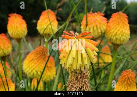 Punte arancioni e gialle di Kniphofia 'Nobilis' in fiore Foto Stock