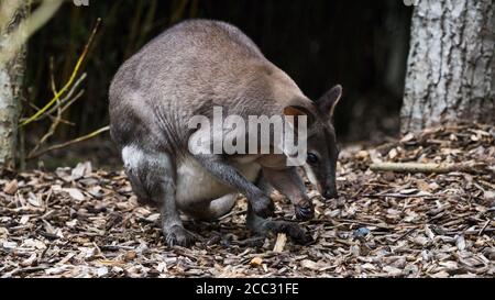 Foraggio del pademelon per cibo in un ambiente boscoso scuro. Foto Stock