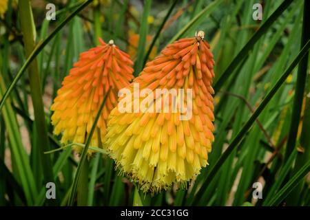 Punte arancioni e gialle di Kniphofia 'Nobilis' in fiore Foto Stock