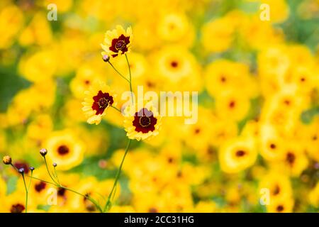 Primo piano di alcune pianure coreopsis fiori in fiore durante l'estate del 2020. Foto Stock