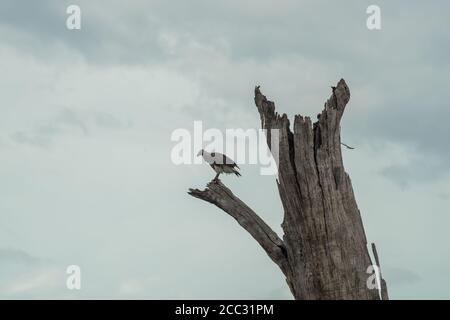 Aquila isolata su un albero morto. Cielo nuvoloso. Parco nazionale di Udawalawa, Sri Lanka. Foto Stock