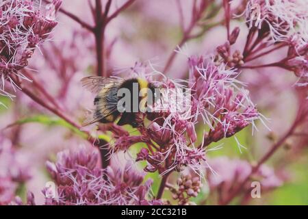 Un'ape bumble sedette su Eupiatorium cannabinum rosa, comunemente noto come canapa-agrimonia in fiore Foto Stock