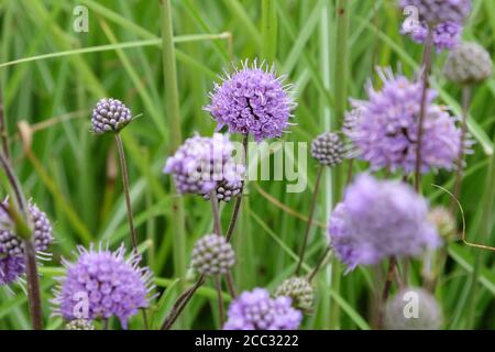 Violetto Succisa pratensis 'devilsbit' in fiore Foto Stock