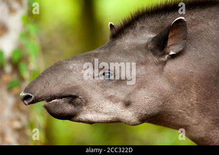 Un Sud Americana il tapiro (Tapirus terrestris) in Amazzonia ecuadoriana foresta pluviale Foto Stock