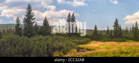 Paesaggio con cespugli, alberi e erba - Jizerky palude, repubblica Ceca Foto Stock