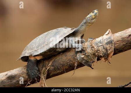 Una tartaruga sudamericana macchiata di giallo (Podocnemis unifilis) Si trova su un ramo sopra il fiume Napo nel Amazzonia ecuadoriana Foto Stock