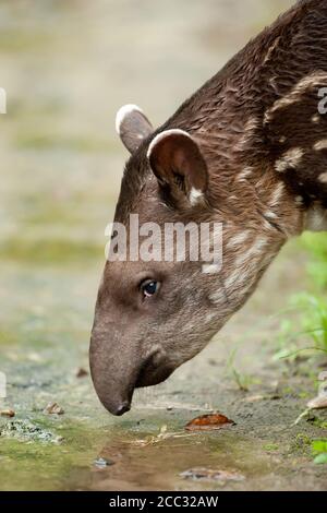 Un bambino Sud Americana il tapiro (Tapirus terrestris) acqua potabile da una pozza nel ecuadoriano della foresta pluviale amazzonica Foto Stock