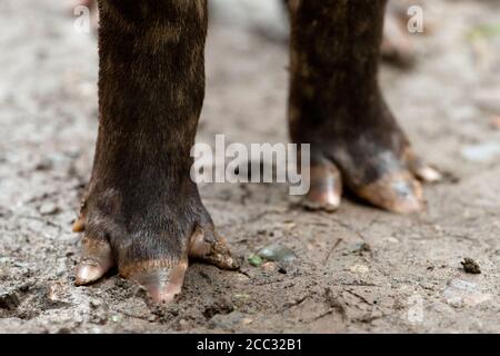 I piedi di un tapiro sudamericano (Tapirus terrestris) Foto Stock