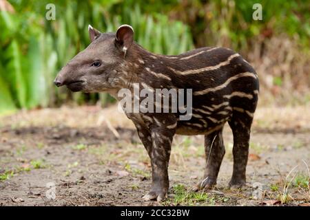 Un bambino Sud Americana il tapiro (Tapirus terrestris) in Amazzonia ecuadoriana foresta pluviale Foto Stock