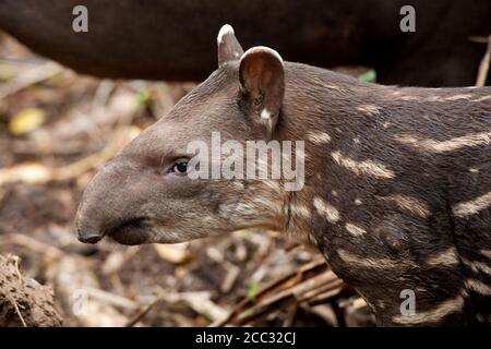 Un bambino Sud Americana il tapiro (Tapirus terrestris) in Amazzonia ecuadoriana foresta pluviale Foto Stock