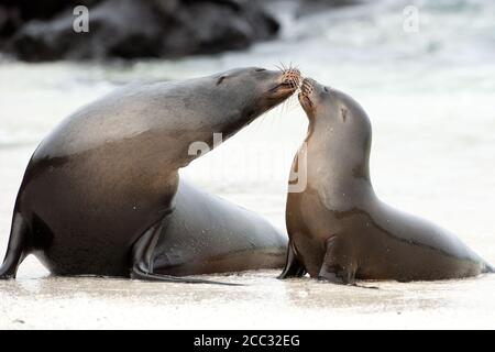 Un giovane Sealion Galapagos (Zalophus wollebaeki) bacia la sua madre Foto Stock