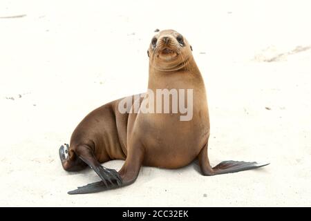 Un giovane Galapagos Sealion (Zalophus wollebaeki) sulla spiaggia Foto Stock