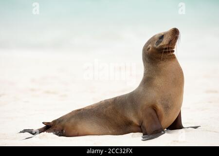 Un Sealion Galapagos (Zalophus wollebaeki) sulla spiaggia Foto Stock