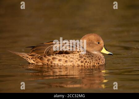 Un Teal con ali acuti (Anas flavirostris oxyptera) Conosciuto anche come il Teal con archetto Foto Stock