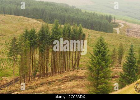 Una vista che si affaccia su un'area di foresta sempreverde tagliata con una linea di alberi in piedi, una pista forestale e una foresta matura sullo sfondo Foto Stock