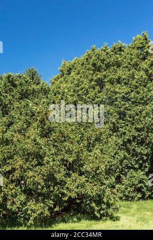 Thuja occidentalis 'Wareana' Cedro Bianco Orientale su prato verde erba. Foto Stock