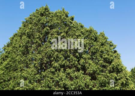 Thuja occidentalis 'Wareana' Cedro Bianco Orientale. Foto Stock