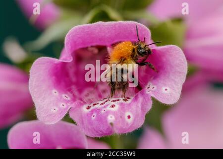 Un Bumble Bee su un fiore Foto Stock