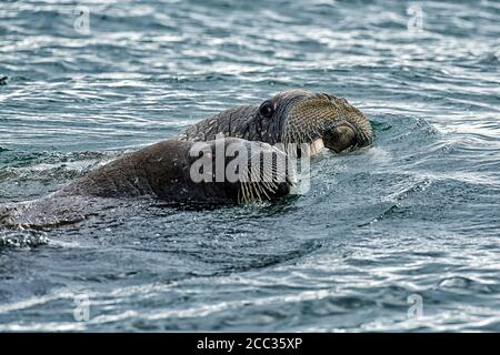 Due Walrus (Odobenus rosmarus), in mare a Torellnesfjellet, Nordaustlandet, Svalbard, Norvegia Foto Stock