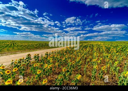 Un campo di girasoli contro un cielo blu. Girasoli in fiore giallo brillante in una giornata estiva di sole. Nuvole di cumuli bianchi nel cielo. Bella naturale Foto Stock