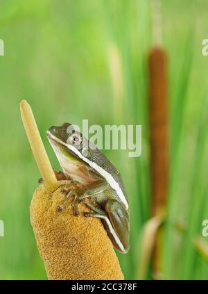 Immagine impilata del fuoco di un Treefrog di Squirrel su un Cattail ai margini di una palude Foto Stock