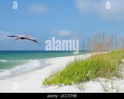 Great Blue Heron si trova sulla splendida spiaggia di sabbia bianca della Florida Foto Stock