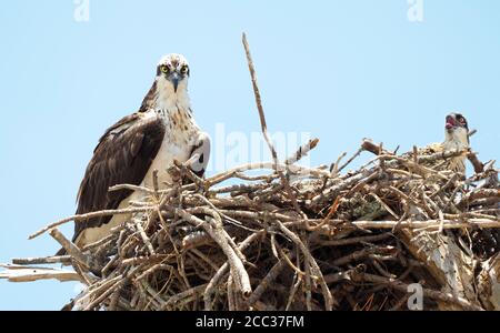 Giovane madre Osprey ed è singolo giovane pulcino sul loro Nido Foto Stock