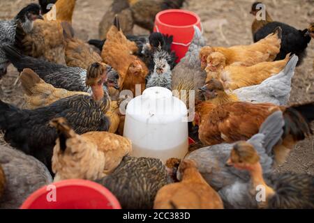 Gregge di polli che si riuniscono intorno ad un serbatoio di irrigazione su un ranch di pollo in Perù. Foto Stock