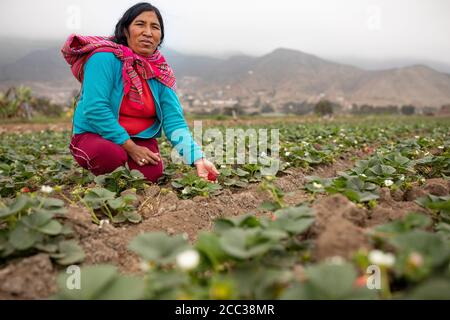 Ritratto di un coltivatore di fragole che tiene un cesto di fresco-raccolto Foto Stock