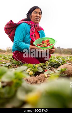 Ritratto di un coltivatore di fragole che tiene un cesto di fresco-raccolto Foto Stock
